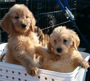 golden poodle puppy