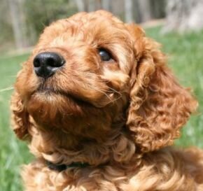 Labradoodle apricot,laabradoodle mix,labrador mix with poodle.poodle mix with labrador,puppie labradoodle,puppy labradoodle