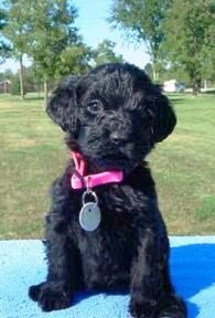 Poodle
