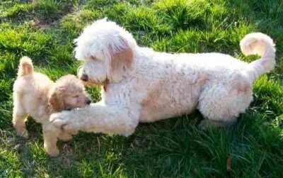 labradoodle"