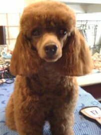 Poodle