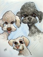 black poodle,white poodle,grey poodle,silver poodle,apricot poodle