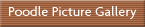 Poodle Picture Gallery