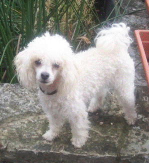 Poodle Adoption Poodle Adopting